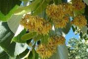 listopadna vrsta krupnih listova vrlo aromatičnog i medonosnog cveta od kojih ščele prave izuzetan med  pa se zato često sadi u blizini pčela cvet je vrlo lekovit kao čaj za prehlade 
