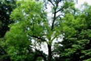  visoko listopadno drvo 
vrlo otporno na sve uslove 
može se saditi pojedinačno i u nizu kao živa ograda 
dobro podnosi orezivanja
