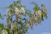 stara sorta mediteranskog drveta koje cveta mirisnim grozdastim belim cvetovima koje obožavaju pčele