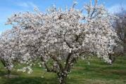 drvo visoke forme prelepih belo rozih cvetova koji su najraniji u proleće i prelepi 

