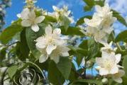 niski zbun uspravnih grana cveta belim zvoncicima u maju