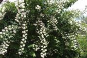 niski višegodišnji žbun 
mirisnih belih cvetova koji cvetaju u maju vrlo dekorativan za baštu 
podnosi drastična orezivanja
reznice nisu ožiljene 
