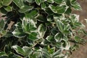 Euonymus fortunei ’Gracilis’ je zimzeleni grm, visine oko 50cm, zeleno-belih listova. Dobro podnosi sunce i hlad, kao i sve vrste zemljišta. Može da se sadi kao puzavica.
