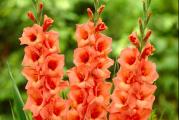 Gladiole su letnje lepotice krupnih cvetova koji se postepeno otvaraju od osnove ka vrhu.
Gladiola je visegodisnja lukovicasta biljka koja se veoma lako gaji, a dugo mozete uzivati u njenoj lepoti.

Lukovice se sade od marta meseca na suncanim do polusuncanim polozajima na dubini od 10 cm.
Ova sorta je visine rasta oko 120 cm, krupnih je cvetova i stabilne cvetne drsne. Prelepo izgledaju posadjene u bastama, cvetnim lejama, velikim saksijama, a predivne su i u cvetnim aranzmanima.
U toku vegetacije im je potrebno dosta vode.

Kupujete 5 lukovica sa poslednje slike.