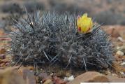 Copiapoa fiedleriana - paket sadrzi 10 semenki