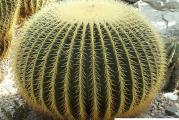 Echinocactus grusonii - paket sadrzi 20 semenki