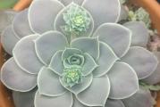 Echeveria diffractens - paket sadrzi 20 semenki