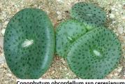 Conophytum obcordellum ssp ceresianum - paket sadrži 10 semenki