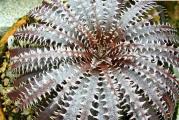 Dyckia fosteriana - paket sadrži 10 semenki