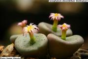 Conophytum obcordellum declinatum - paket sadrži 10 semenki