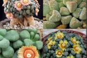 Aloinopsis mix - paket sadrzi 20 semenki