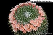 Mammillaria magnimamma - paket sadrzi 10 semenki