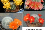 Rebutia mix  - paket sadrzi 20 semenki