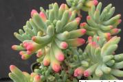 Sedum pachyphyllum - paket sadrzi 20 semenki