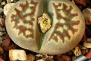 Lithops dorothea /C124/ - paket sadrži 20 semenki