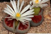 Lithops karasmontana lateritia - paket sadrzi 20 semenki