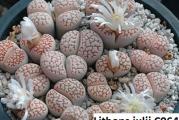 Lithops julii /C064/ - paket sadrži 20 semenki