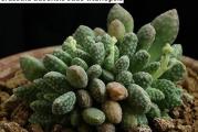 Crassula ausensis ssp titanopsis- paket sadrzi 20 semenki