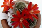 Rebutia minuscula /red flowers selection/- paket sadrzi 10 semenki