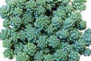 Sedum dasyphyllum - paket sadrži 20 semenki