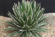 Agave schidigera - paket od 10 semenki