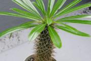 Pachypodium lamerei - paket sadrzi 5 semenki