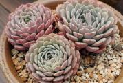 Echeveria sp Pinwheel - paket sadrzi 20 semenki