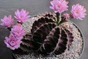 Gymnocalycium mihanovichii mix - paket sadrzi 10 semenki