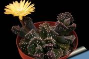 Aloinopsis setifera - paket sadrzi 20 semenki