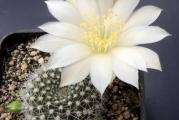 Rebutia alba - paket sadrzi 10 semenki