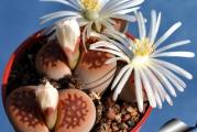 Lithops hallii v ochracea /C059/ - paket sadrži 20 semenki