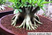 Adenium arabicum /Black Giant/ - paket sadrzi 5 semenki