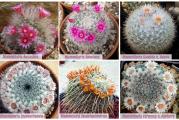 Mammillaria mix - paket sadrzi 10 semenki