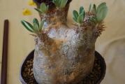 Pachypodium horombense - paket sadrzi 5 semenki