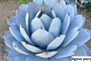 Agave parryi - paket sadrzi 10 semenki