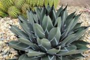 Agave mix - paket sadrzi 10 semenki