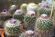 Stenocactus mix - paket sadrzi 20 semenki