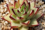 Echeveria agavoides v Multifida - paket sadrzi 20 semenki
Seme je jako sitno.