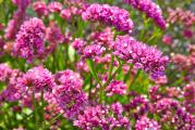 Cvet statica naučnog naziva (Limonium sinuatum) je žbunasta jednogodišnja, a ponekad i dvogodišnja uspravna biljka. Razgranata stabljika statike može narasti do visine od 15 - 40 cm. Cvetovi roze boje nalaze se u cvastima, Odgovaraju joj suva i suncani mesta.                  
Cvetovi se beru kada su u punom cvetu i kao takvi traju jako dugo kao suvi cvet. .

Bilo da ga sejete ili presađujete sa izdanaka, presadite ga na otvorenom tek početkom maja. Pre toga gajite u zatvorenim i kontrolisanim uslovima, jer je mladoj biljci potrebno mnogo svetlosti i toplote za rast. Cvetanje jun-Oktobar

Setva , U zatvorenom februar-mart, rasadjuje se u maju. Setva na otvorenom April-Maj, dubina setve 1 cm, razmak 20×30 cm. .(razrediti posle nicanja)…


Kupujete 50 semena ove biljke.