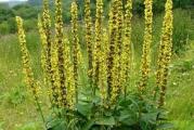 Petrovac biljka, latinski naziv (Agrimonia eupatoria) u našem narodu poznat je i kao ovčji čičak, trava Svetog Pavla, ranjenik, kostolom, trava od poseke i to kao biljka koja ima brojna lekovita svojstva. To je zeljasta, višegodišnja vlaknasta biljka, koja može narasti u visinu i do jednog metra. Cvetovi ove biljke su žuto-zlatne boje a petrovac cveta od juna do septembra. 
Biljka Petrovac se koristi cela bez korena a nabolje je da se sakuplja u vreme cvetanja. Najbolje je da se sakupi dok je još mlada i ne visa od 25 cm, kao i kada nema drvenastih delova stable. Cvetovi moraju da imaju karakterističnu žutu boju. 


Lekovitost Petrovca omogućavaju brojne supstance koje ova biljka sadrži a koje imaju povoljan uticaj na zdravlje, to su: tanin, etarsko ulje, silicijum dioksid, askorbinska kiselina, nikotinska kiselina, vitamin K, kvercitrin.  
Seje se tokom cele godine u posudi ili saksiji a presadjuje kad biljka ojaca na stalno mesto. 

Kupujete 100 semena ove biljke. 