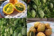 KIWANO SEMENA- 0644030610
metuliferus, rogata dinja je povrće “ voćnog” ukusa iz porodice krastavaca.
Poreklom je iz Afrike, a danas se uzgaja po celom svetu.
Radi svog neobičnog izgleda često se koristi kao ukras, a koristi se i kao hrana – ukus mu je nalik na mešavinu kiwija i dinje.
Uzgaja se isto kao i krastavci, sadi se tek krajem 4/početkom 5. meseca direktno van – on je tropsko povrće osetljivo na niske temperature.
Posadite po 3-4 semenke u rupu ili u liniju jednu do druge uz prostor za penjanje – žičana ograda ili postavljena mreža za grašak i krastavce.
Kiwano bolje uspeva kad ima prostor za penjanje, a plodovi se razvijaju u “ podnožju” biljke – to velim iz vlastitog iskustva – iako su mi se biljke kiwana razrasle posvud po mreži, plodove sam pronašla samo u podnožju biljaka.
Kad sam ga uzgajala bez mreže jako je slabo rodio, a kod uzgoja uz mrežu urod je bio velik.
Biljka kiwana izgleda potpuno isto kao i krastavci, ali je otporniji je na pepelnicu od krastavaca koja često napada biljke iz obitelji krastavaca.
Ako do prvih mrazeva plodovi ne požute/ponarandžaste, uberite ih i spremite ih na suvo mesto, možda najbolje negde na sobnu temperaturu, kao ukras na policama.
Plodovi kiwana su zreli za konzumaciju kad požute/ponarandžaste, ali zapravo ne konzumiraju se samo u toj “ završnoj” fazi, mogu se jesti poluzreli, tad su ukusom više slični krastavcu, zeleni i potpuno zreli – tad su sočniji i slatki.
(Nije u originalnom pakovanju).