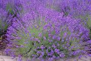 Tinktura cveta lavande lavanda ekstrakt lavandine biljne kapi
Lavandula angustifolia flos 
Smiruje upalne procese na koži. Pojačava cirkulaciju. Umiruje glavobolje i migrene. Ublažava grčeve i stimuliše varenje. Deluje umirujuće, leči anksioznost, nervozu i nesanicu. 
Ne vršimo otkup bilja, već svo bilje lično beremo, daleko od puteva i zagadjivača bilo koje vrste. Svaka ubrana biljka ubrana je sa ljubavlju i pažnjom. Sve je potpuno organsko, domaće, neprskano, bio i ekološko. 
Za svaku potrošenu hiljadu dobijate kesicu semena po izboru!
Za porudžbine manje od 350 dinara, kupac snosi trošak provizije sajta u iznosu od 50 dinara.
Biologika