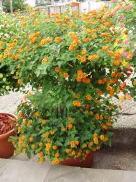 Lantana camara