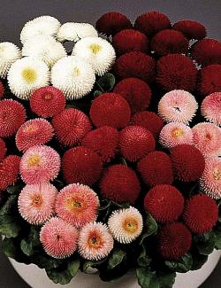 Seme cveća: KRAJCARICA (BELLIS PERENNIS) - 80 SEMENA