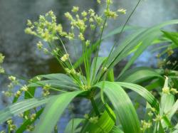 Sadnice - sobne biljke: Cyperus alternifolius-vodena palma