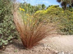 Trave: Carex bronzana trava