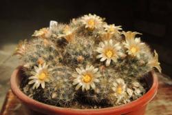 Kaktusi: Mammillaria prolifera