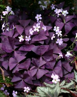 Sadnice - žbunaste vrste: Oxalis purple-ljubicasta detelina