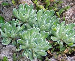 Perene: Saxifraga paniculata