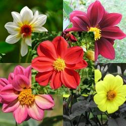 Seme cveća: Dahlia pinnata mix 30 semenki 